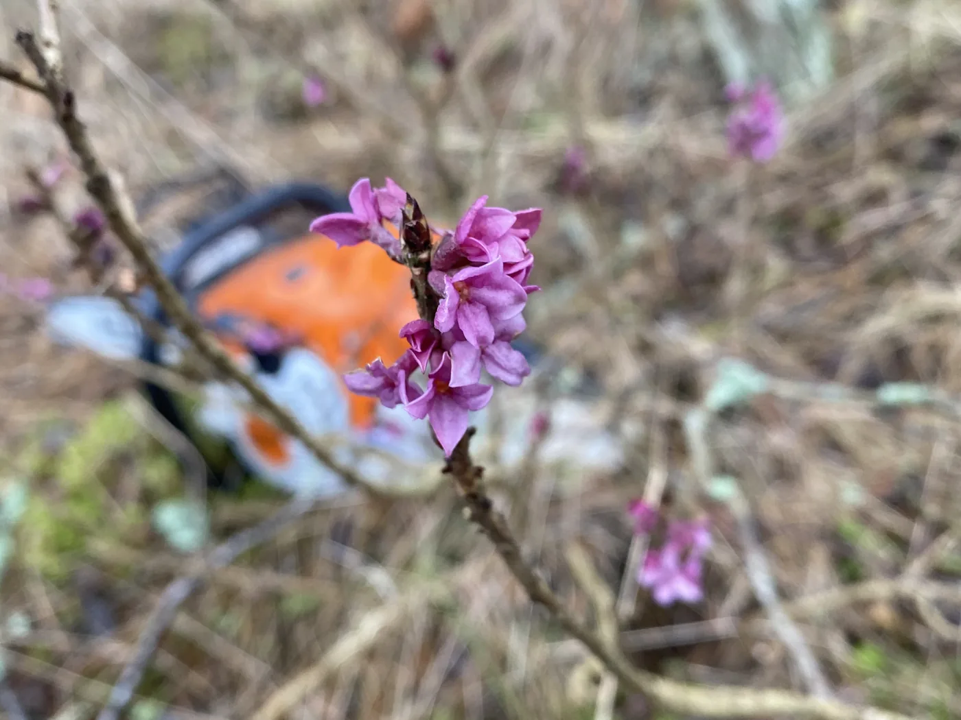 Blommande gren på ett fruktträd