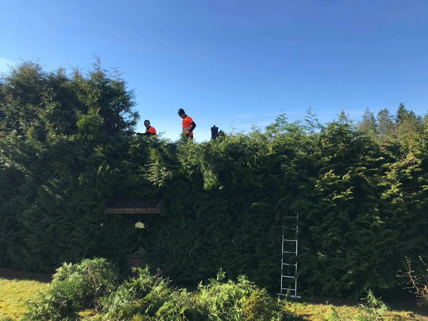 Arborister klipper en hög häck på en villatomt