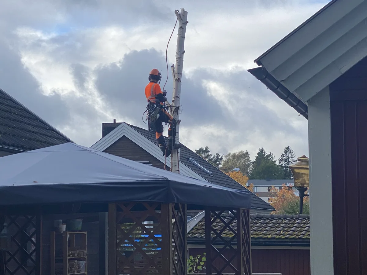 Arborist sektionsfäller ett träd nära bostadshus