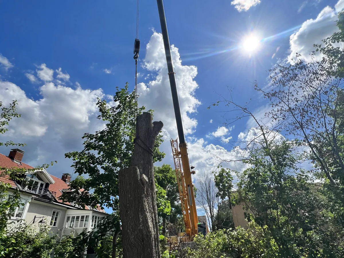 Kranarbete vid trädfällning i ett bostadsområde