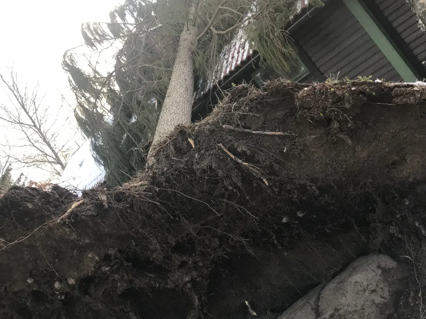 Rotvälta nära en byggnad efter stormskada