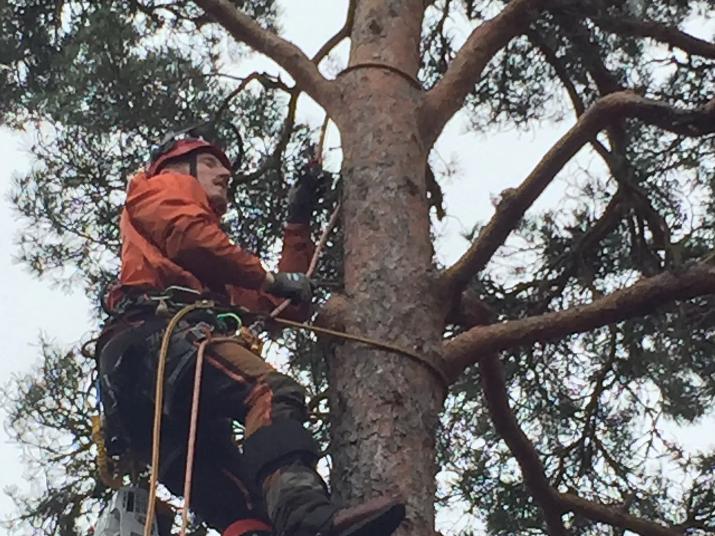 Arborist förbereder ett träd för sektionsfällning