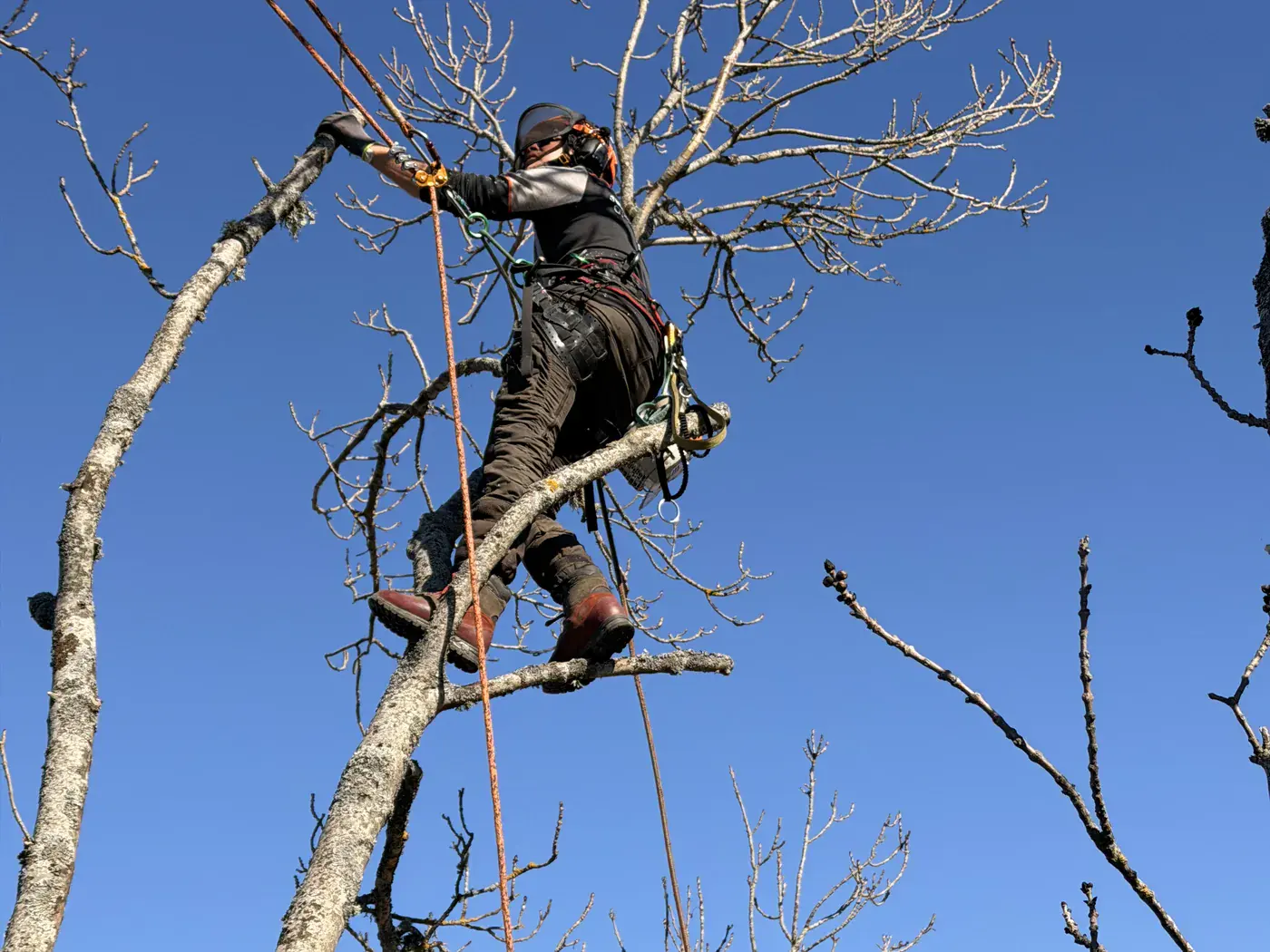 Arborist beskär ett träd från klättersele