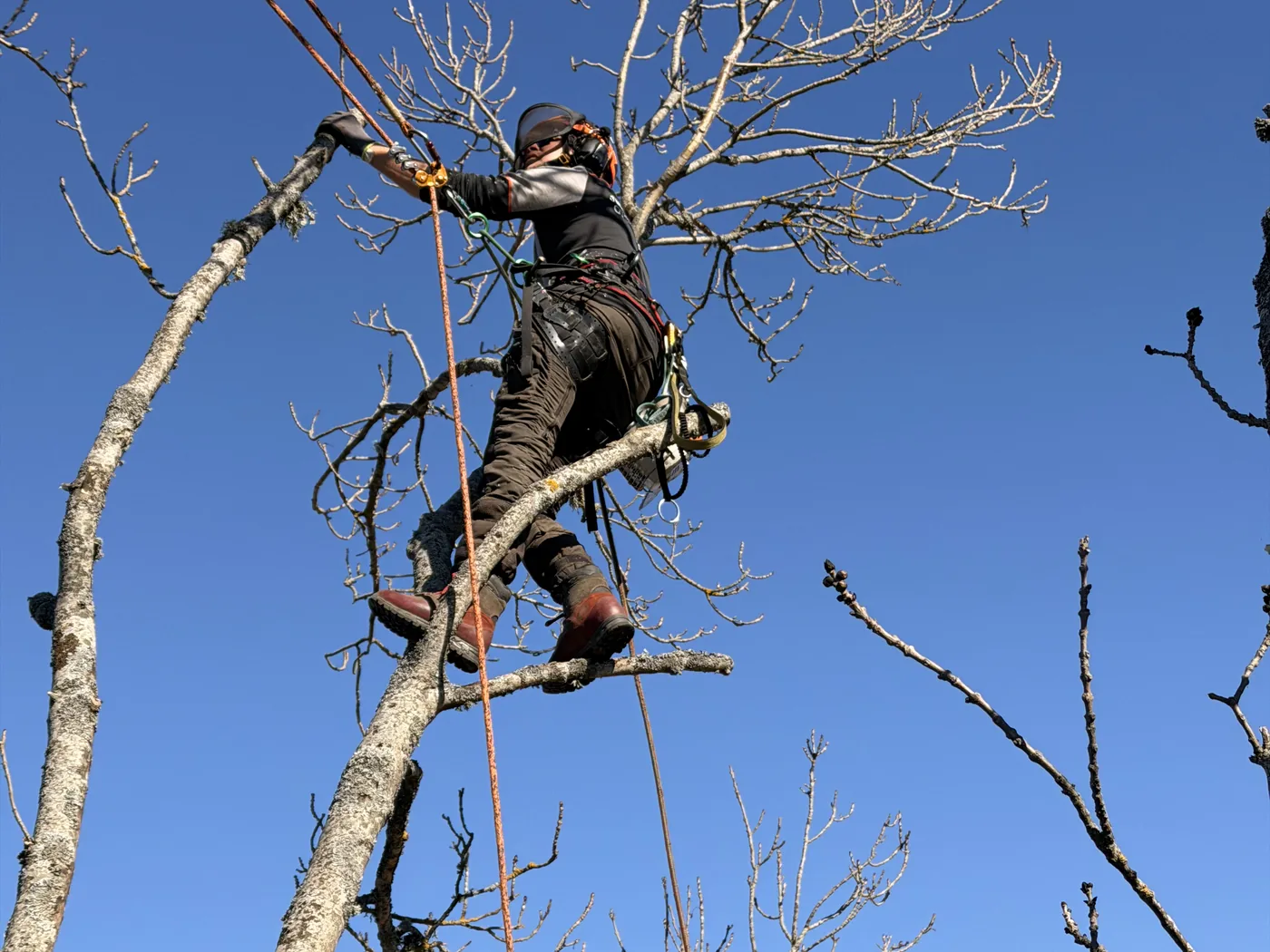 Arborist beskär ett träd från klättersele